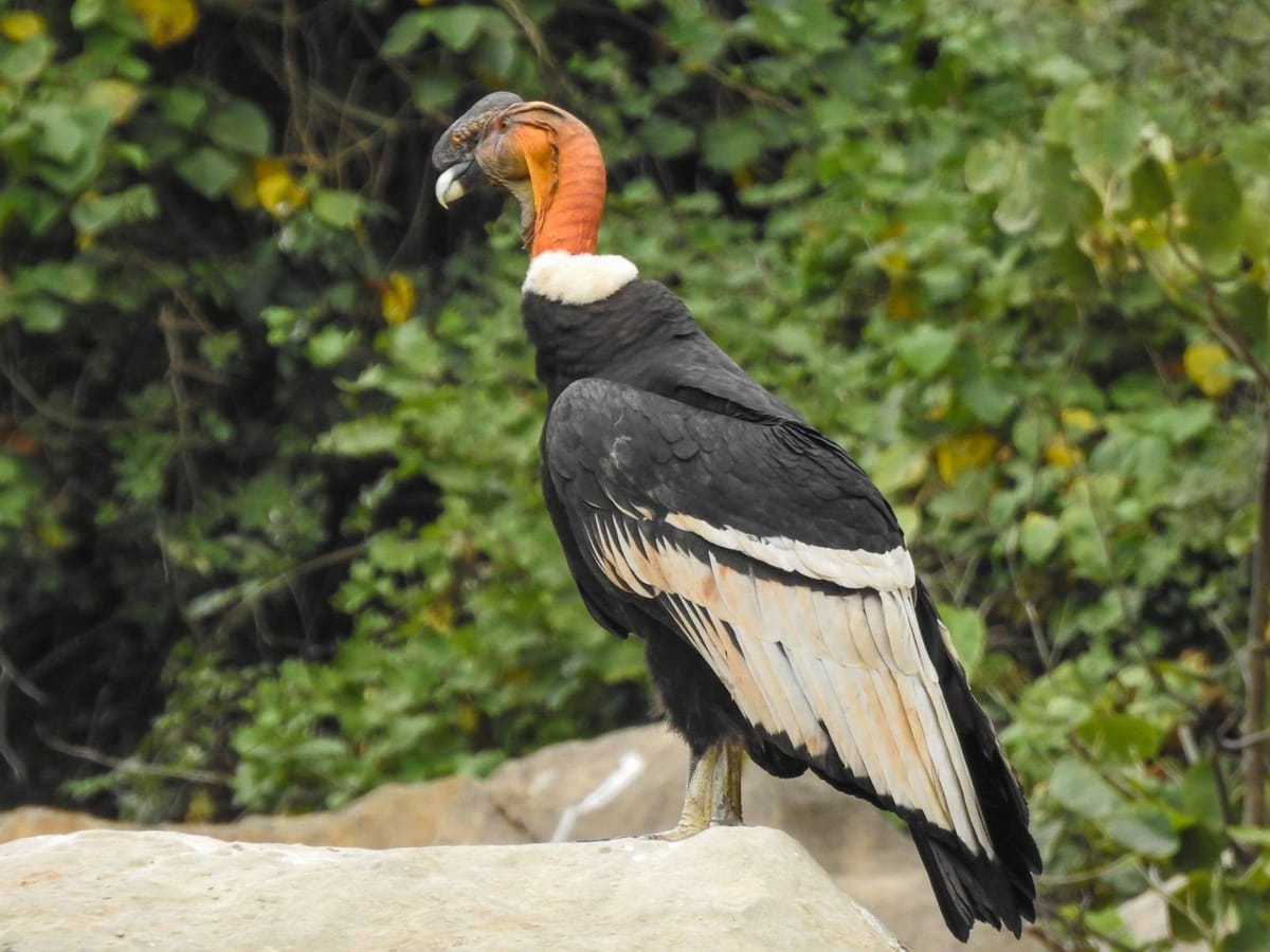 Nota Cientifica - El Condor en el Angosto del Pilcomayo